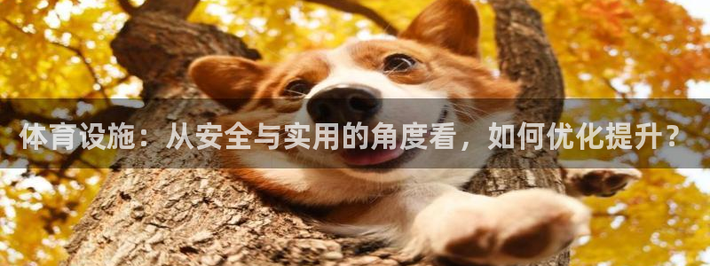 意昂4神州：体育设施：从安全与实用的角度看，如何优化